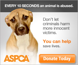 www.aspca.org - Your Gift Could Save a Life
